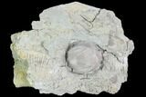 Blastoid (Pentremites) Fossil - Illinois #102265-1